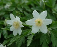 Big clean white flowers